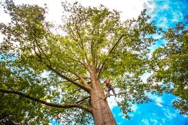 Best Tree Health Inspection  in Windsor, NC