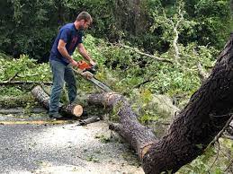 How Our Tree Care Process Works  in  Windsor, NC