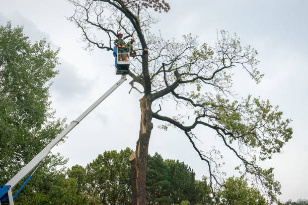 Best Leaf Removal  in Windsor, NC