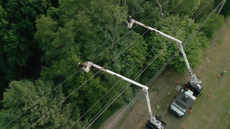 Best Tree Removal  in Windsor, NC