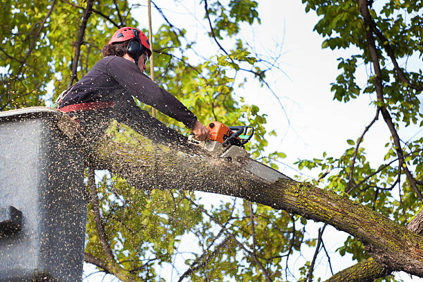 Reliable Windsor, NC Tree Care  Solutions